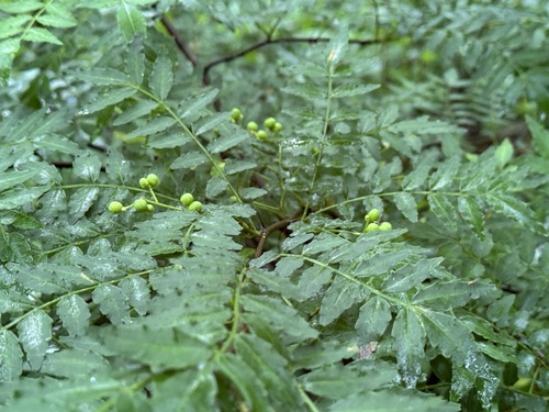 Japanese Pepper