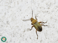 Chauliognathus plicatus