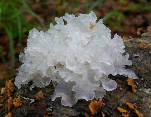 snow fungus