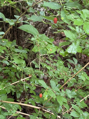Lonicera gracilipes
