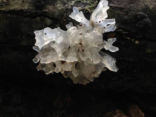 snow fungus