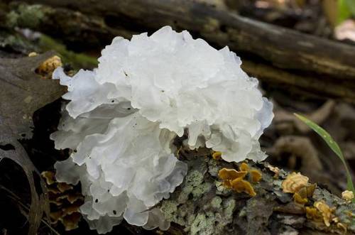 snow fungus
