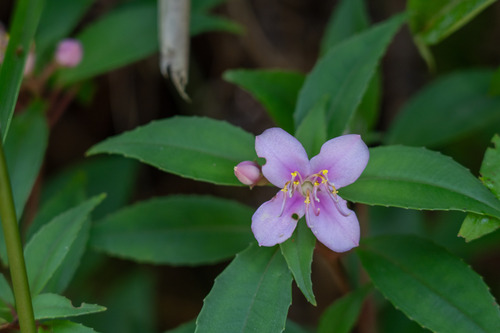Tashiroea okinawensis observed 2025-06-21