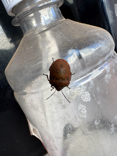 Torrid Jewel Bug