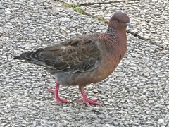 Patagioenas picazuro