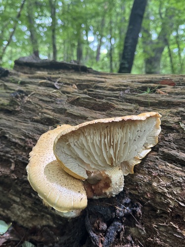 Neolentinus lepideus