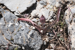 Tulipa cretica, photograph (c) fmunoz, some rights reserved (CC BY)