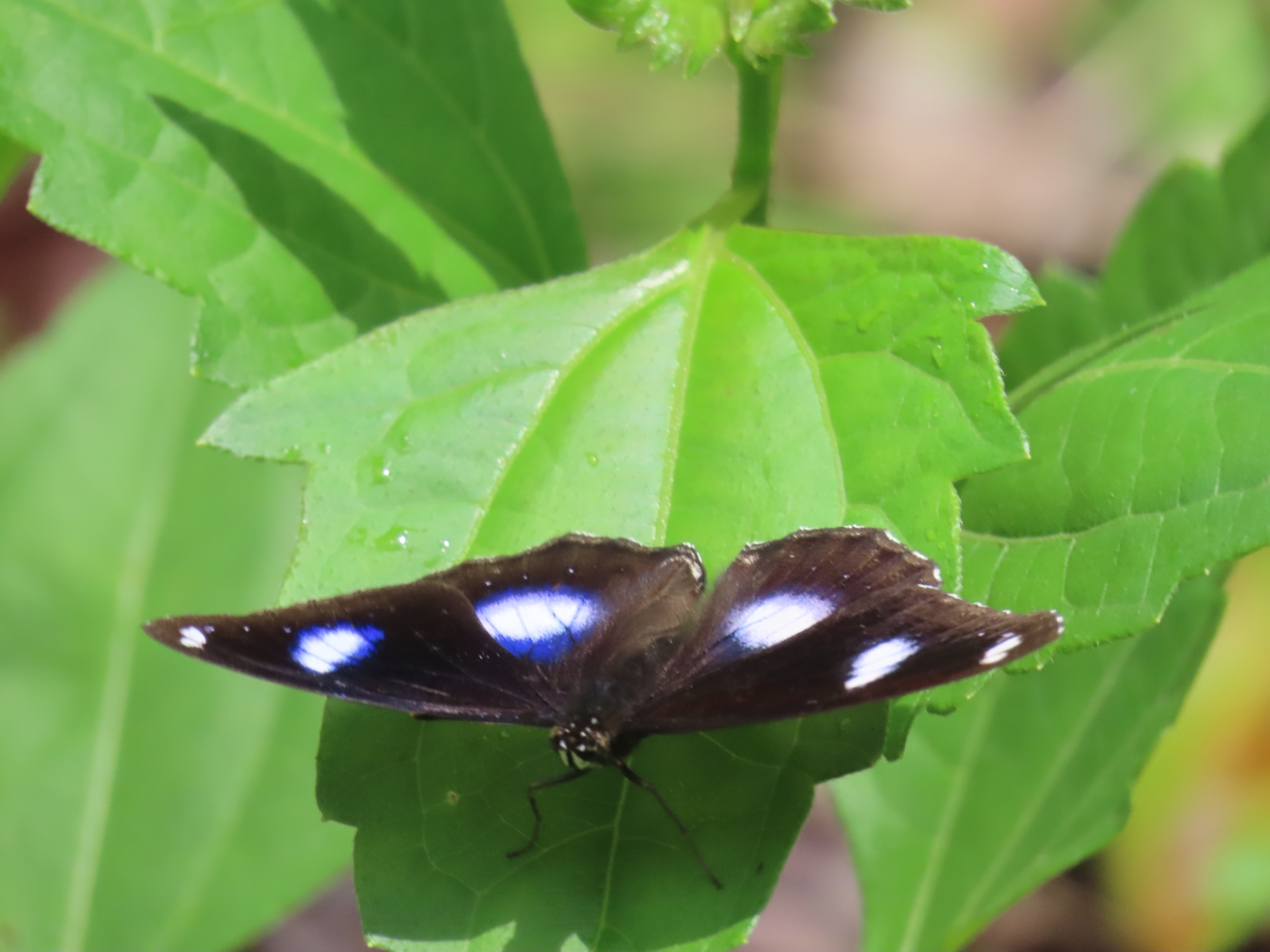 Great Eggfly