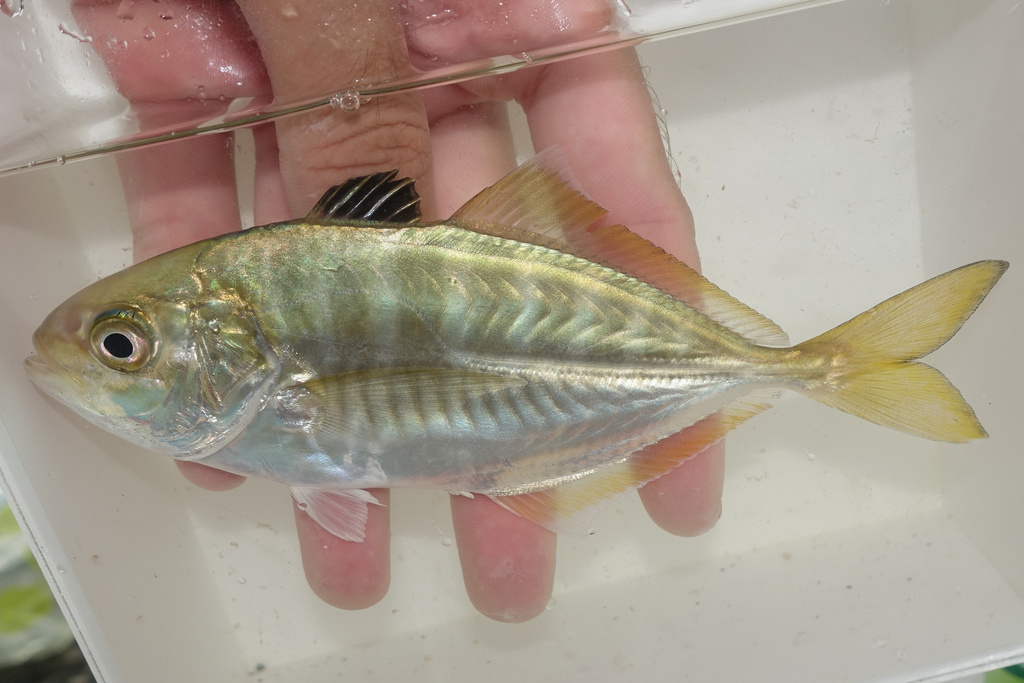 Blackfin Scad