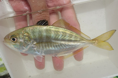 Blackfin Scad photo 1