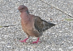 Patagioenas picazuro