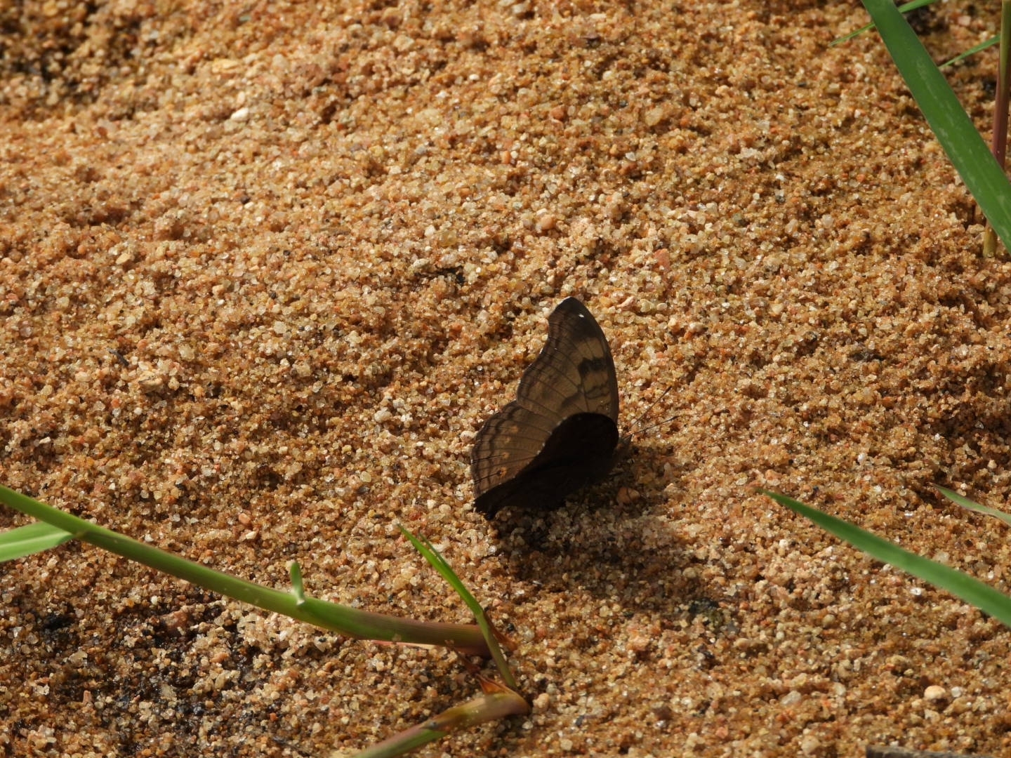 Chocolate Pansy