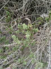 Ophryosporus triangularis