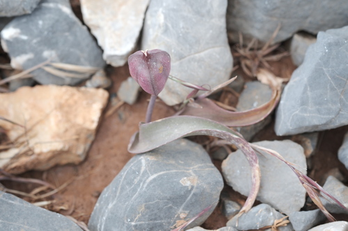 Tulipa cretica, photograph 3