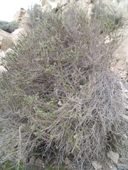 Ophryosporus triangularis