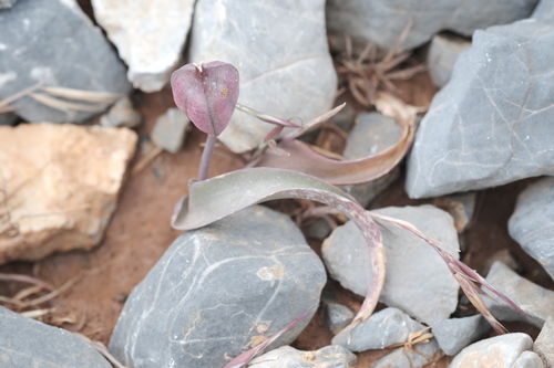 Tulipa cretica, photograph 4