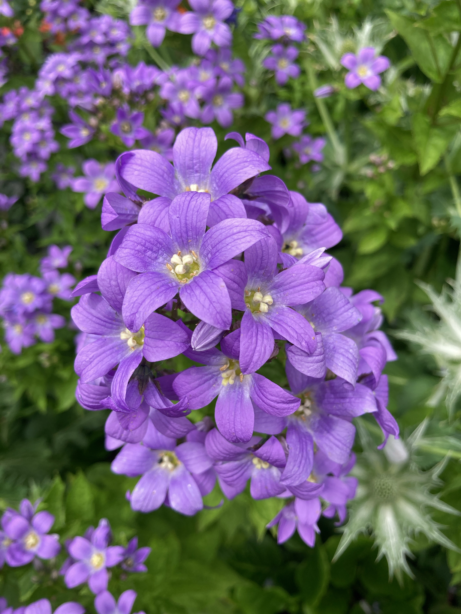 Milky bellflower