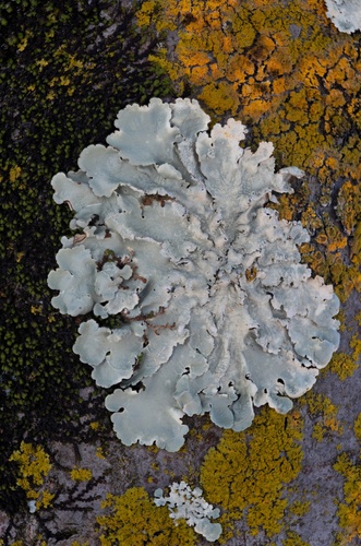 Flavoparmelia soredians