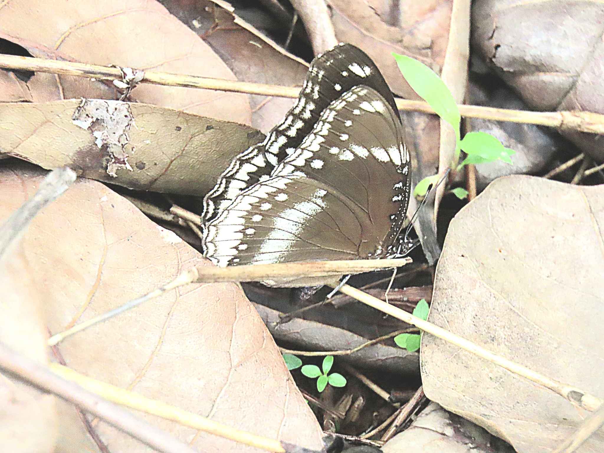 Great Eggfly