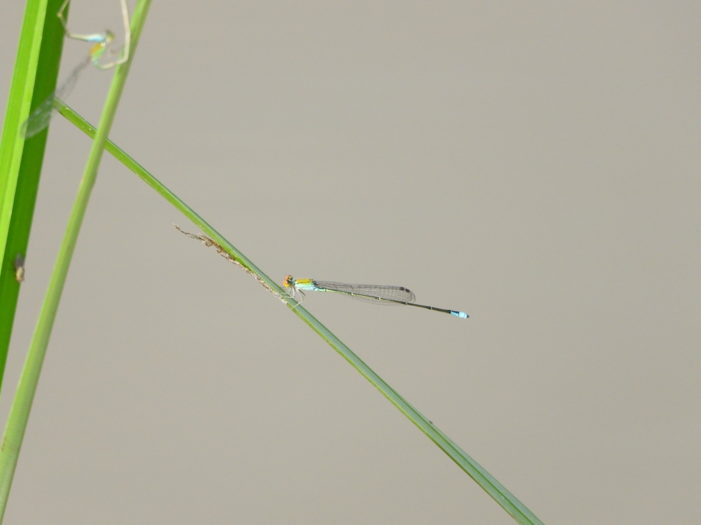 Orange-Faced Sprite