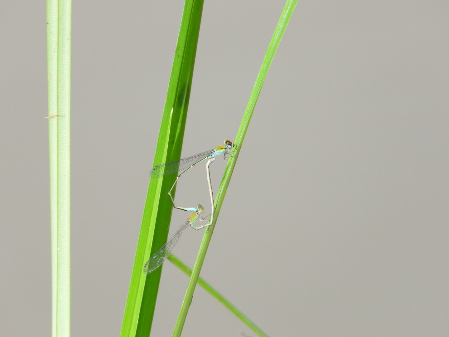 Orange-Faced Sprite