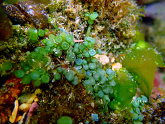 Caulerpa chemnitzia