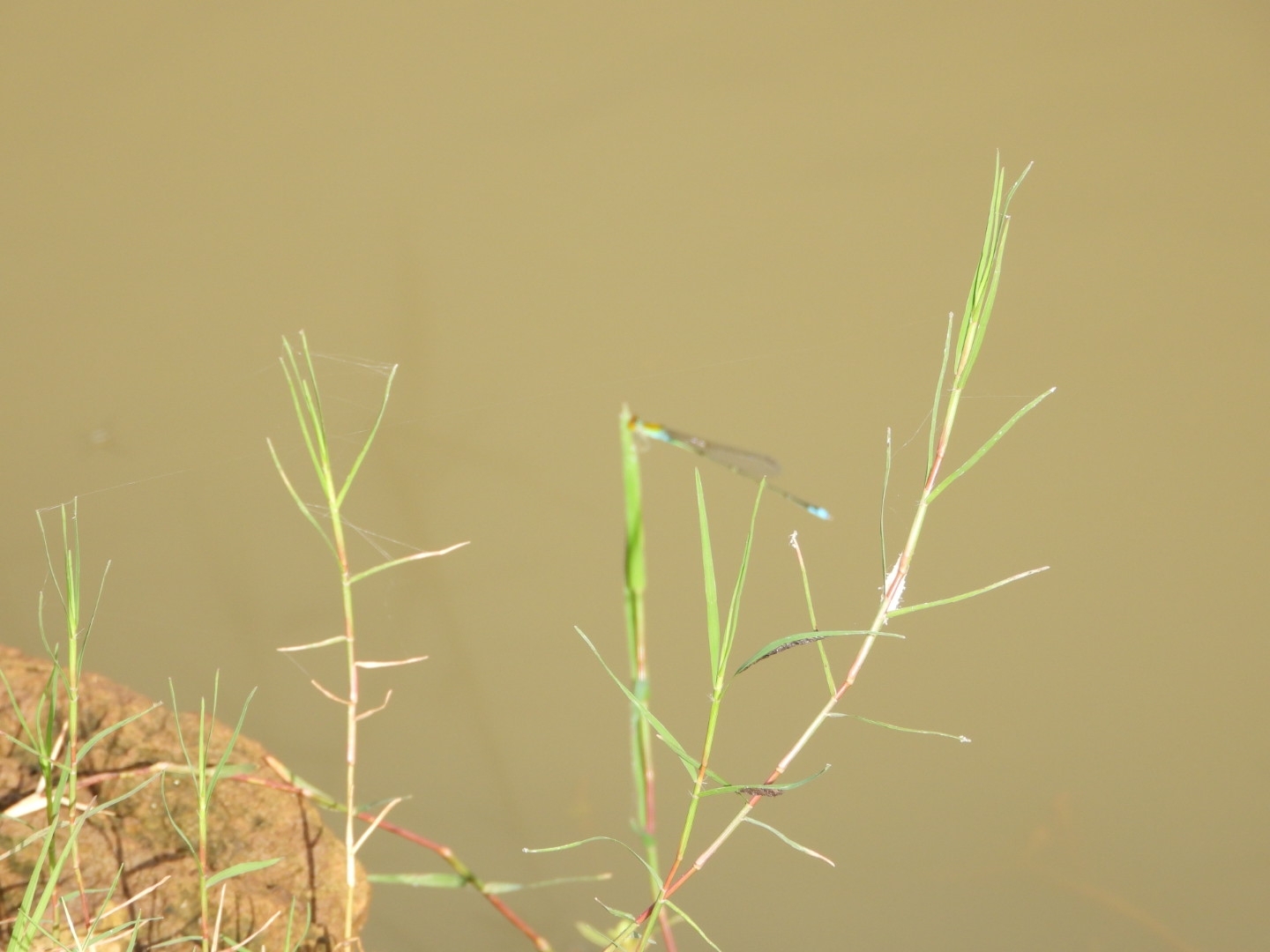 Orange-Faced Sprite