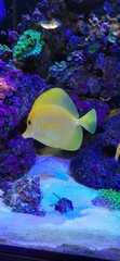 Zebrasoma