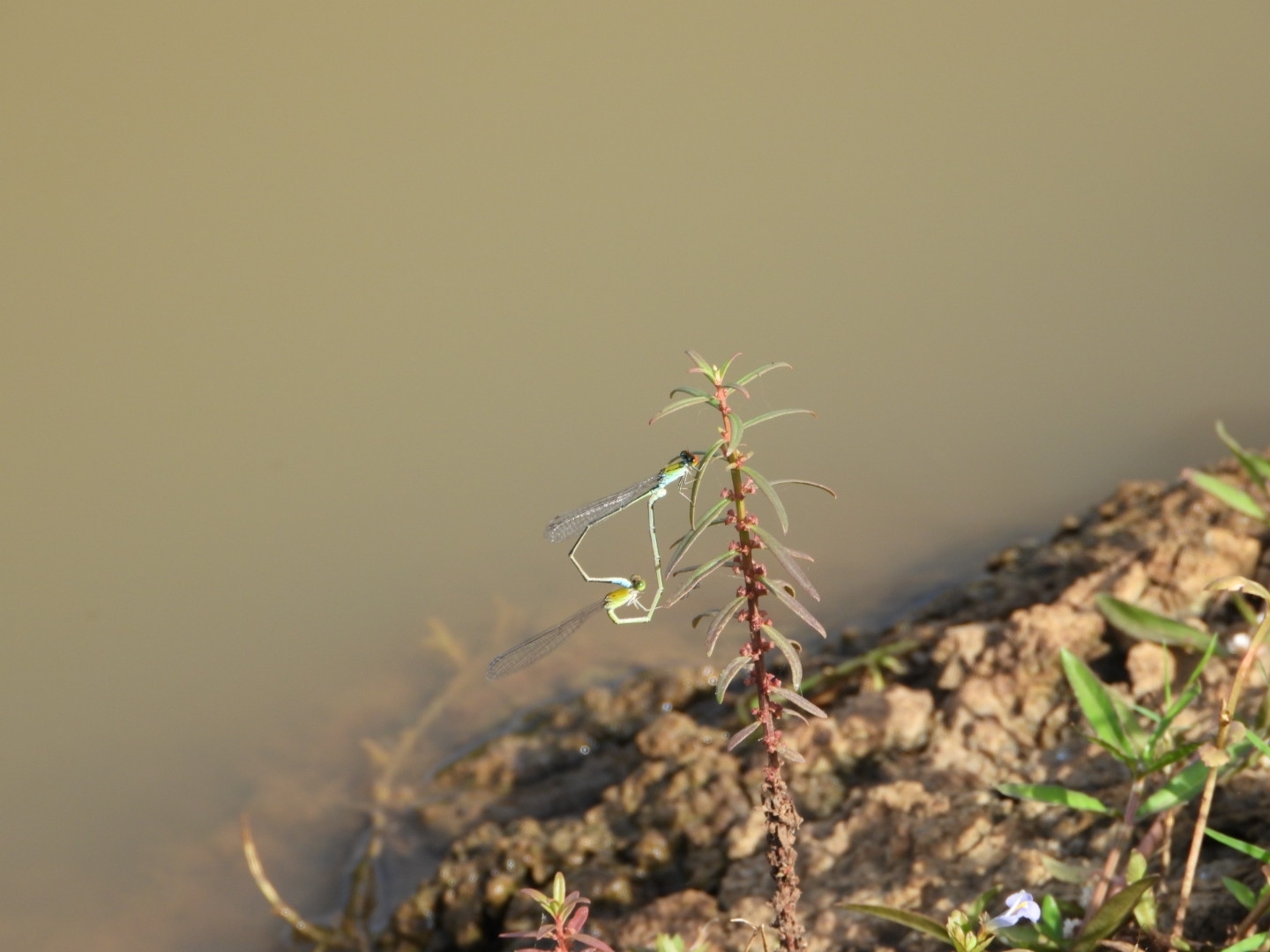 Orange-Faced Sprite