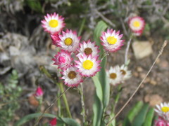Achyranthemum affine