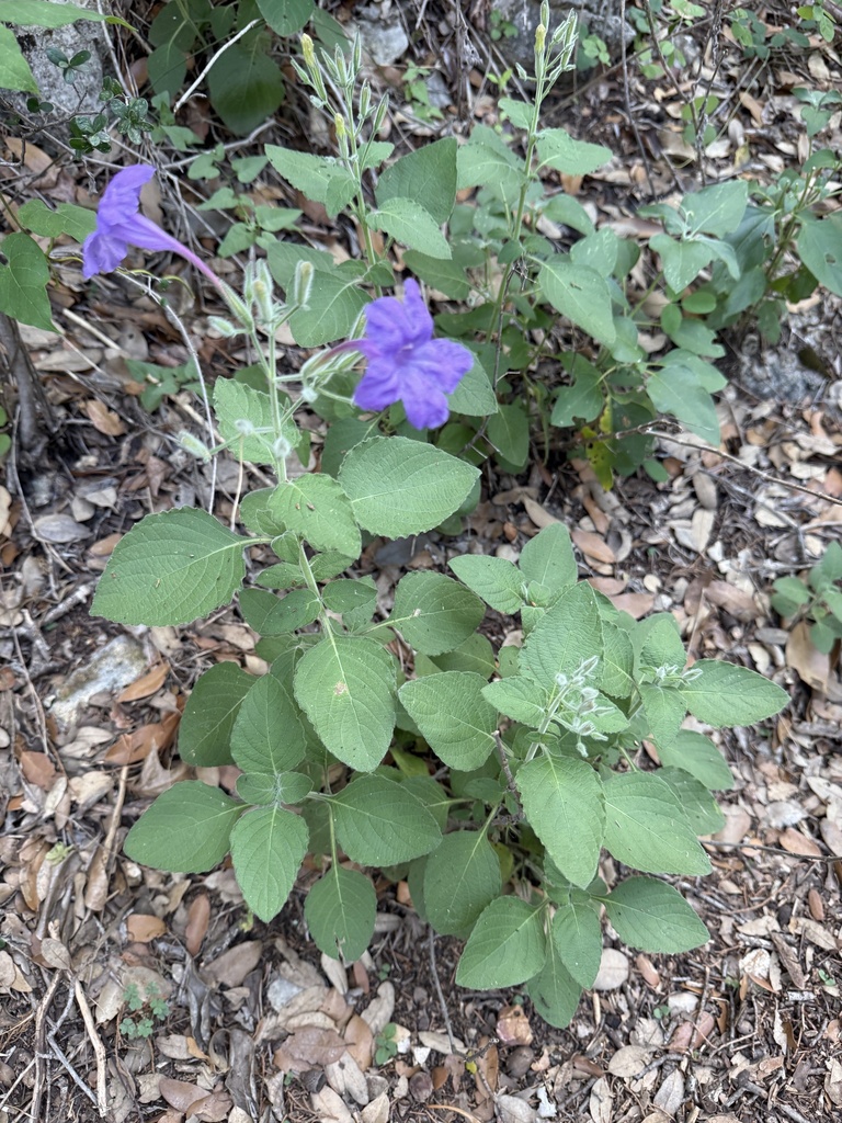 western ruellia