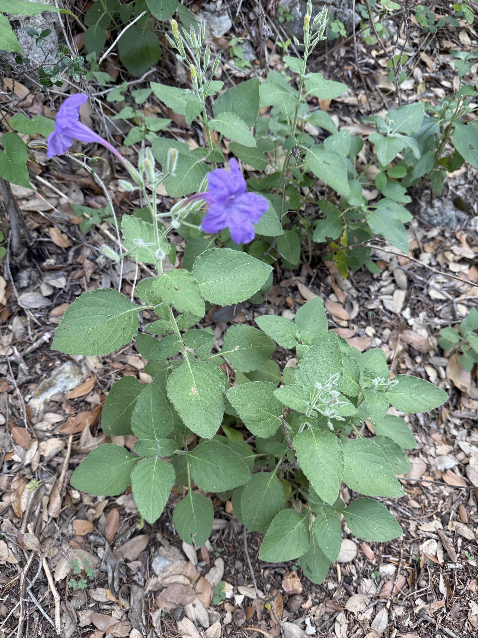 Ruellia occidentalis