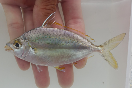 Leiognathus berbis observed 2025-06-18