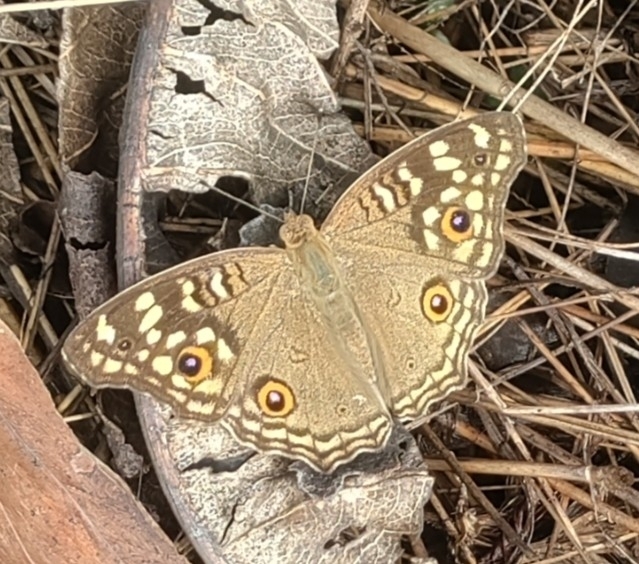 Lemon Pansy
