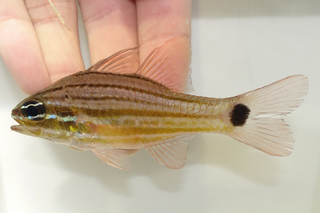 Eleven-Stripe Cardinalfish