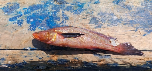 Longfin croaker (Paralonchurus petersii) — Sciaenidae