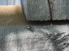 Salticus peckhamae