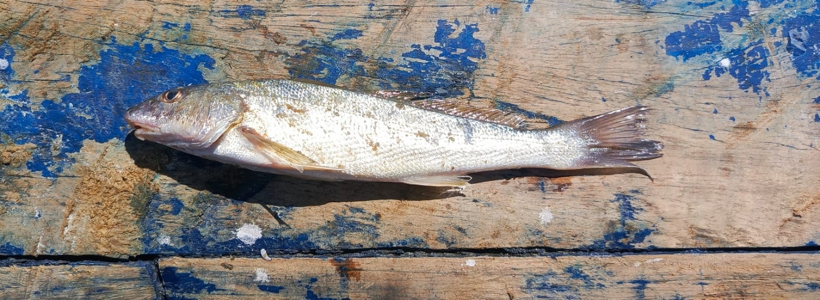 Slender Kingfish photo 4