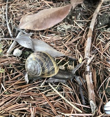 Cornu aspersum
