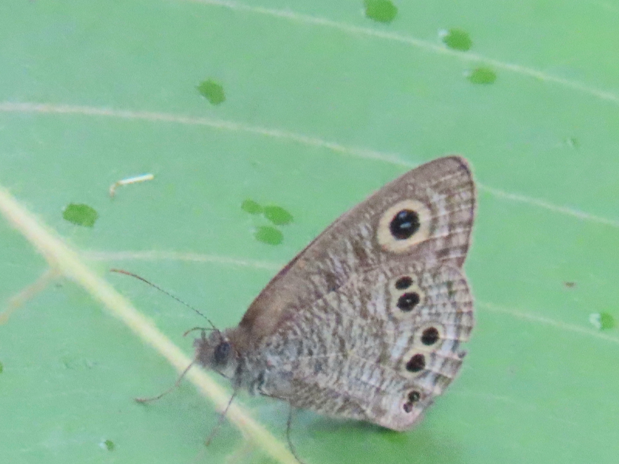Common Five-Ring
