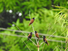 Chestnut Munia