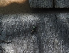 Salticus peckhamae
