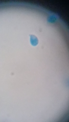 Clitocybe truncicola