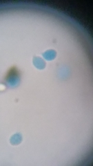 Clitocybe truncicola