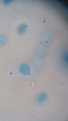 Clitocybe truncicola