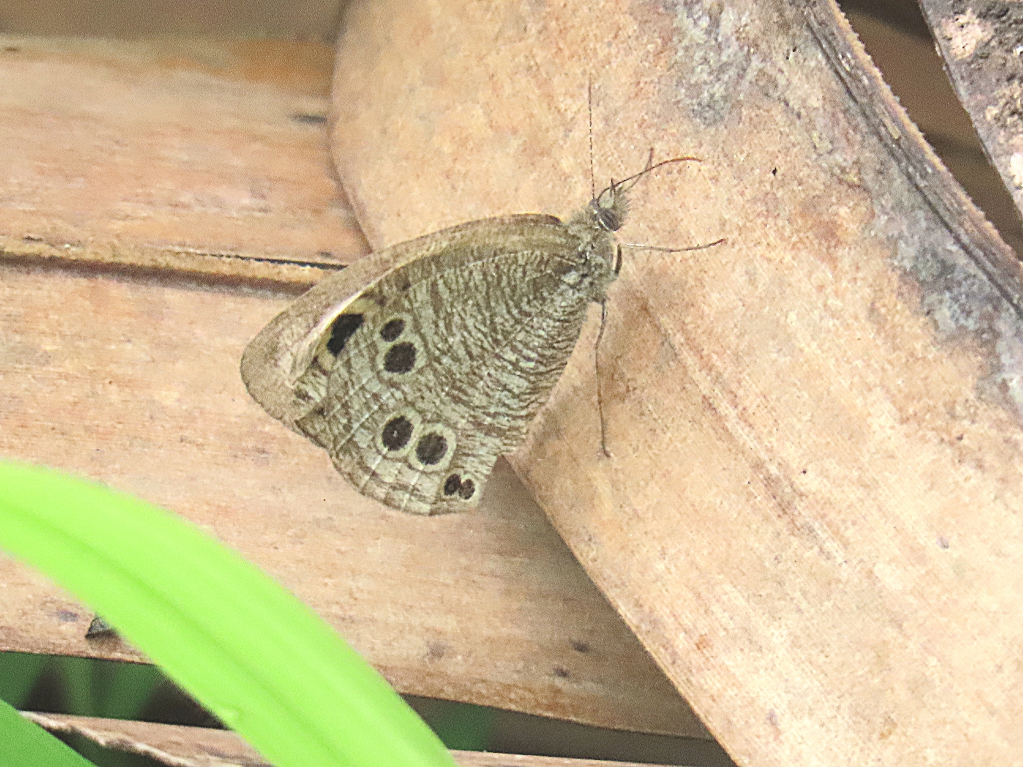 Common Four-Ring