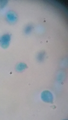 Clitocybe truncicola