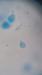 Clitocybe truncicola