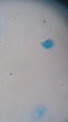 Clitocybe truncicola