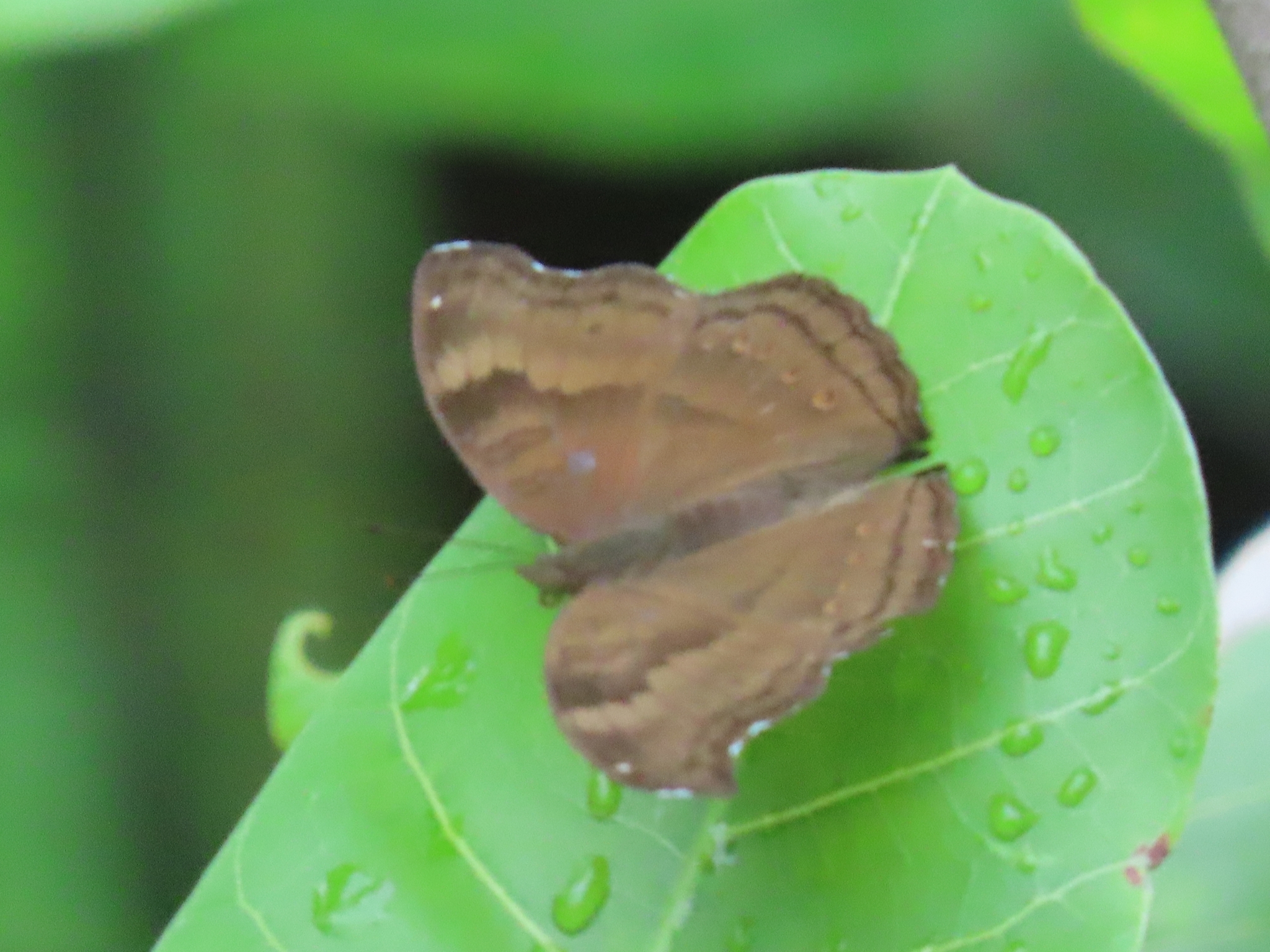 Chocolate Pansy